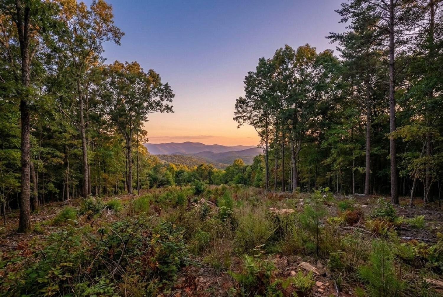 Raw, overgrown mountain land before any site work